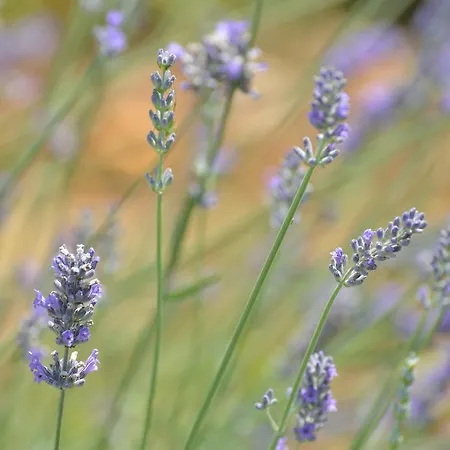 Velika Obala 2 Apartment *