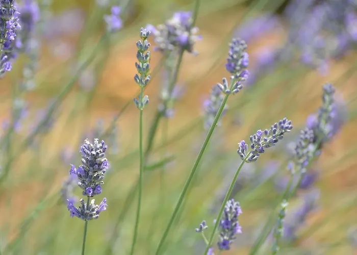 Velika Obala 2 Apartmán *